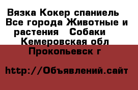 Вязка Кокер спаниель - Все города Животные и растения » Собаки   . Кемеровская обл.,Прокопьевск г.